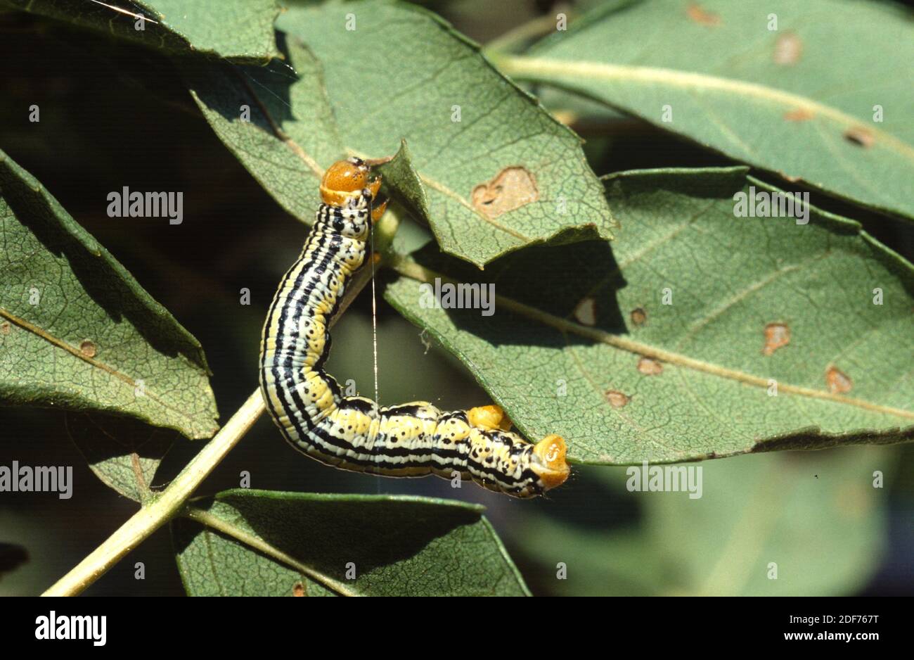 nebelmagpi (Abraxas sylvata) ist eine in Eurasien heimische Motte. Raupe auf einer Esche. Stockfoto