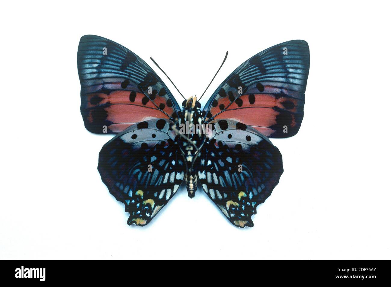 Leuchtend rote Charaxes (Charaxes zingha) ist ein Schmetterling, der in Zentralafrika beheimatet ist. Männlich, ventrale Oberfläche. Stockfoto