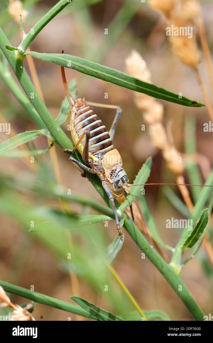 Mittelmeer-Katydid oder Sattel-Rücken Busch Cricket (Ephippiger ephippiger) weiblich. Dieses orthoptera Insekt ist in Europa besonders auf heimisch Stockfoto