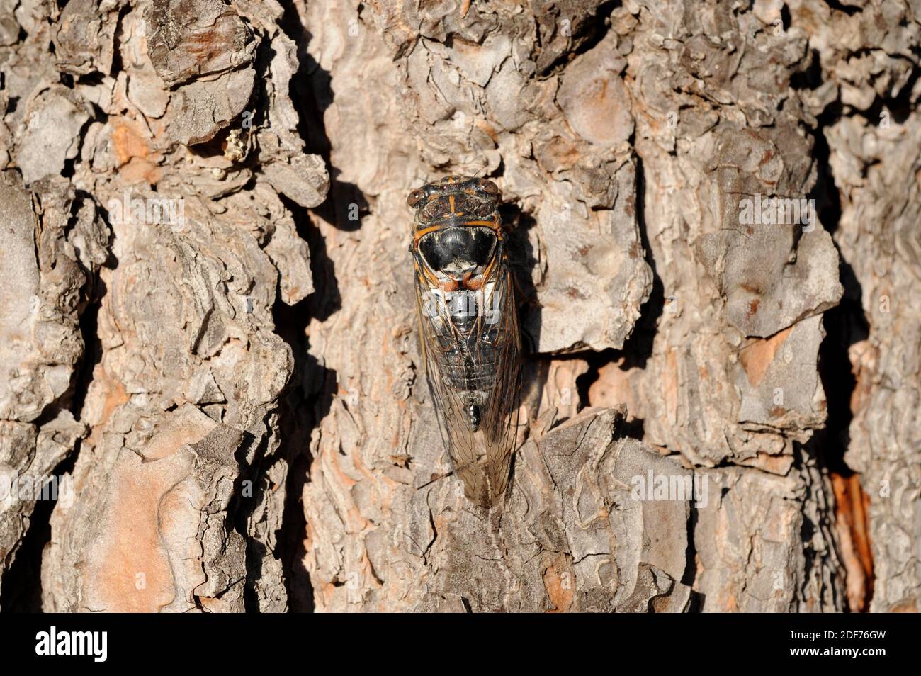 Cicada (Cicada orni) ist ein hemiptera-Insekt. Dieses Foto wurde in der Nähe von Salses, Frankreich, aufgenommen. Stockfoto