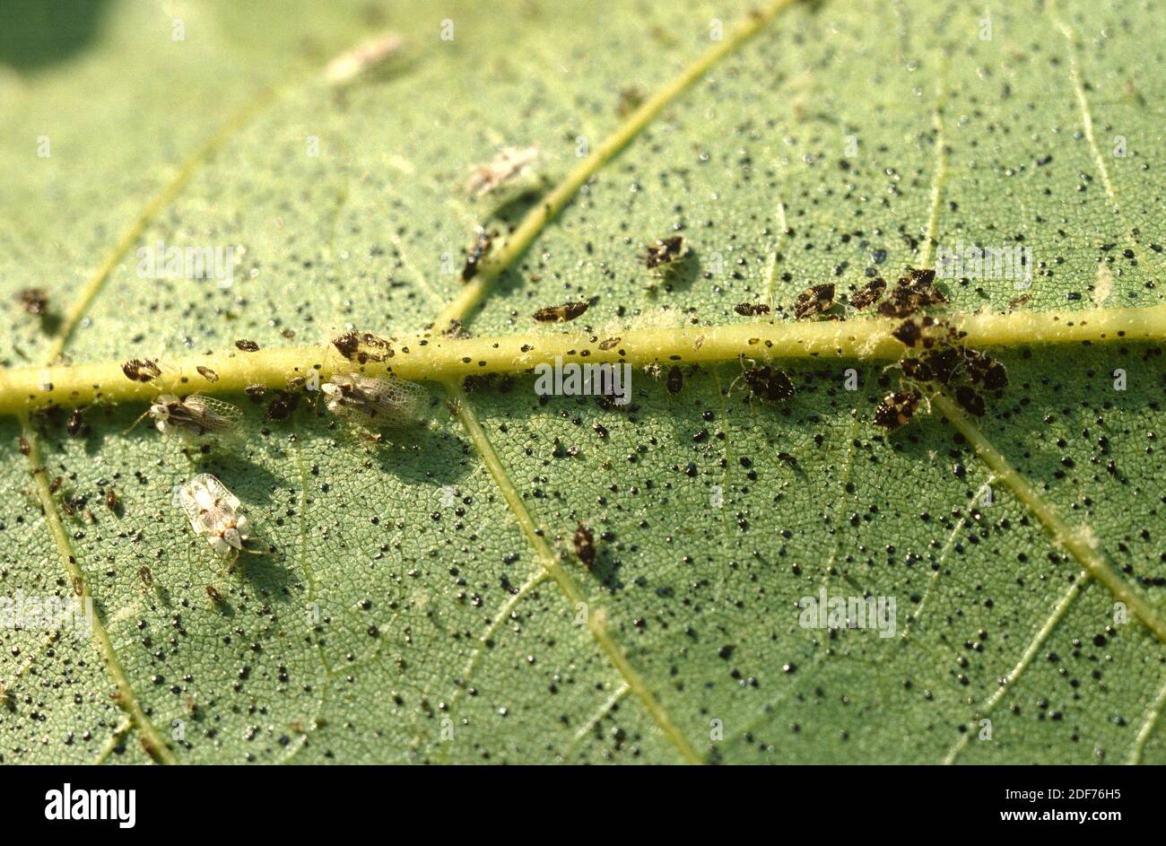 Der Maulbeerfeigenwanzen (Corythucha ciliata) ist ein hemiptera-Insekt, das sich von saft ernährt. Erwachsene und Larven. Stockfoto