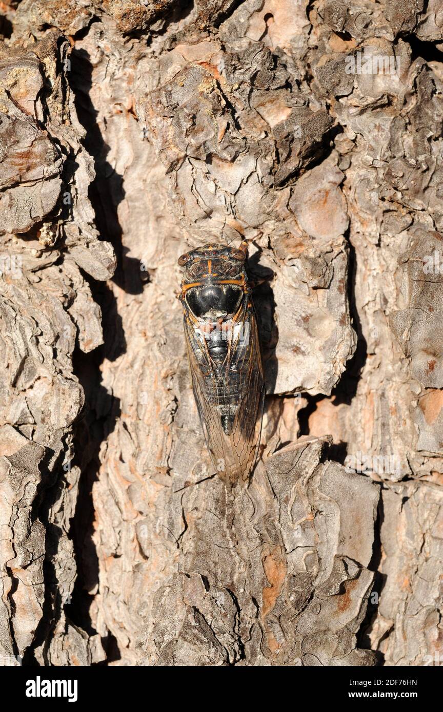 Cicada (Cicada orni) ist ein hemiptera-Insekt. Dieses Foto wurde in der Nähe von Salses, Frankreich, aufgenommen. Stockfoto
