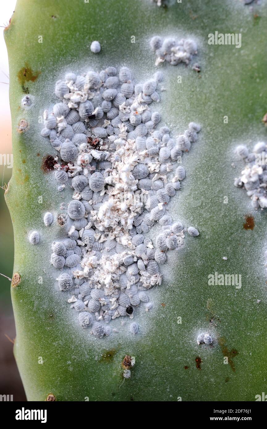 Cochineal (Dactylopius coccus) ist ein hemipteraInsekt, das Karmin