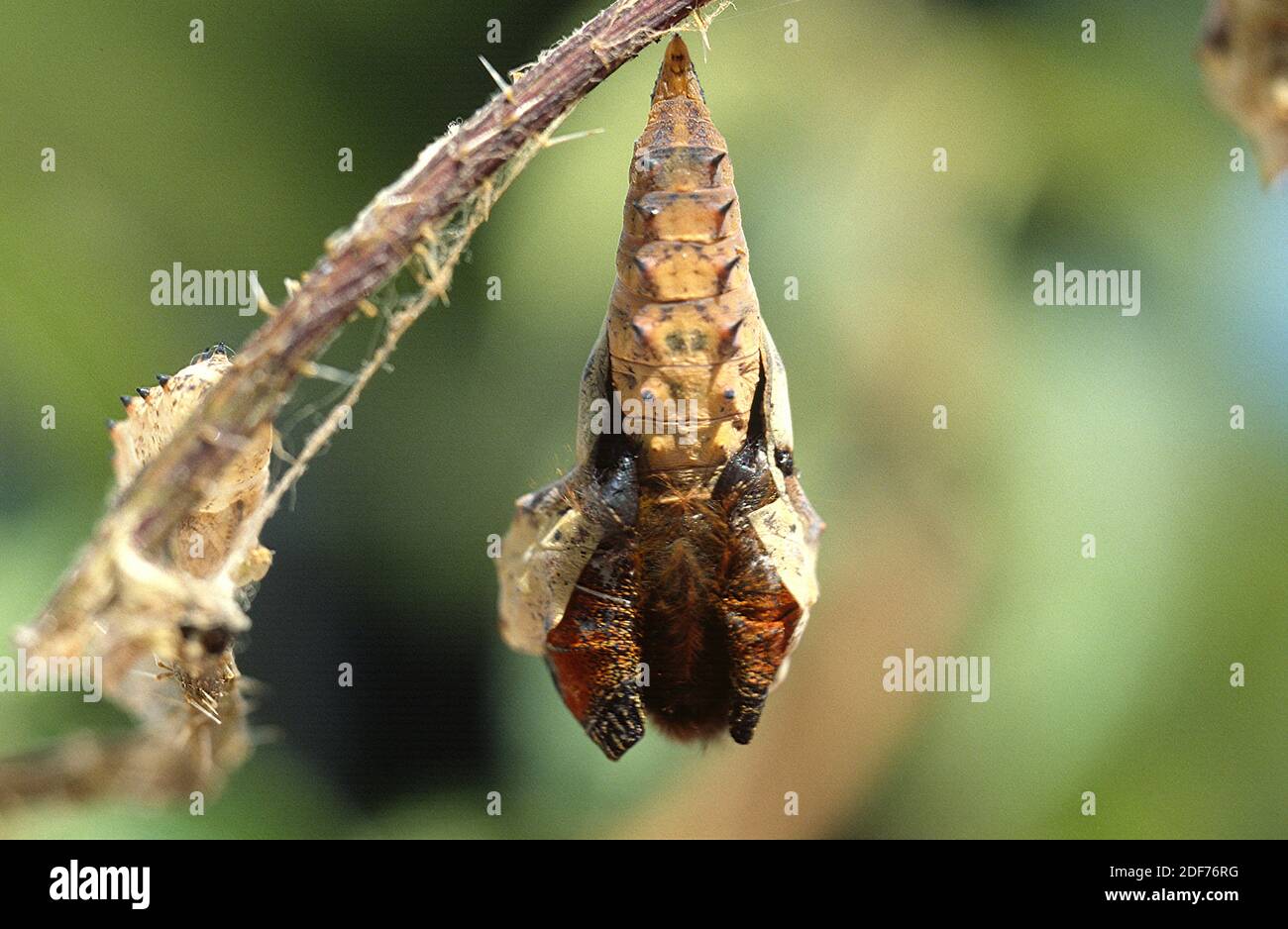 Der Europäische Pfau (Aglais io oder Inachis io) ist ein in Eurasien heimischer Schmetterling. Schlüpfe der Chrysalis. Stockfoto