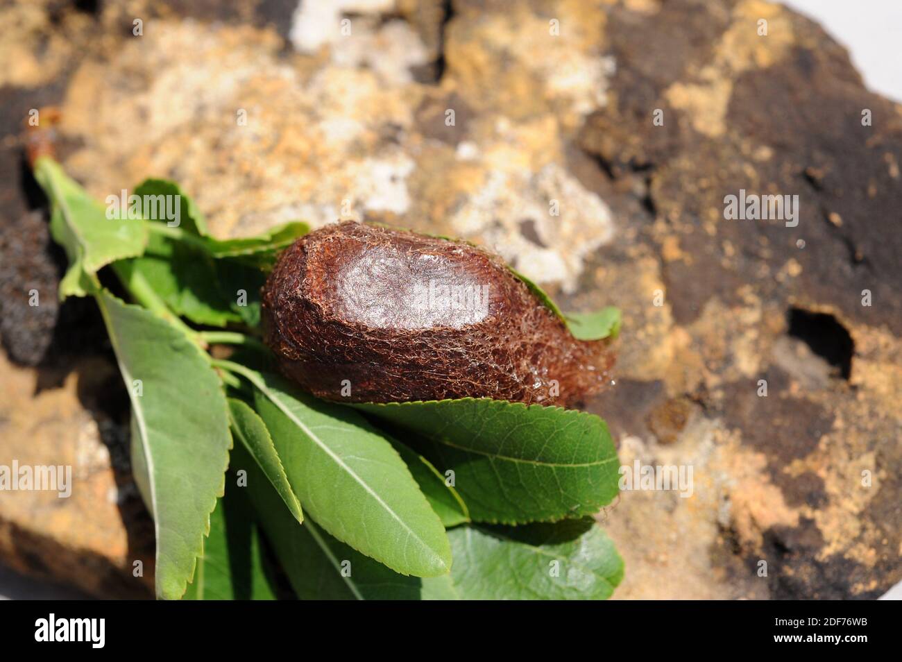 Kleine Kaiserfalter (Eudia pavonia oder Saturnia pavonia) ist eine in Eurasien heimische Motte. Pupa. Stockfoto
