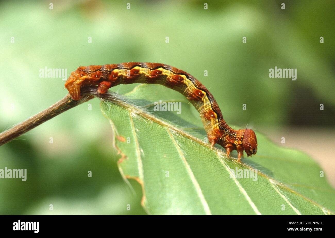 Melierter Bernstein (Eriannis defoliaria) ist eine in Europa heimische Motte. Caterpillar. Stockfoto