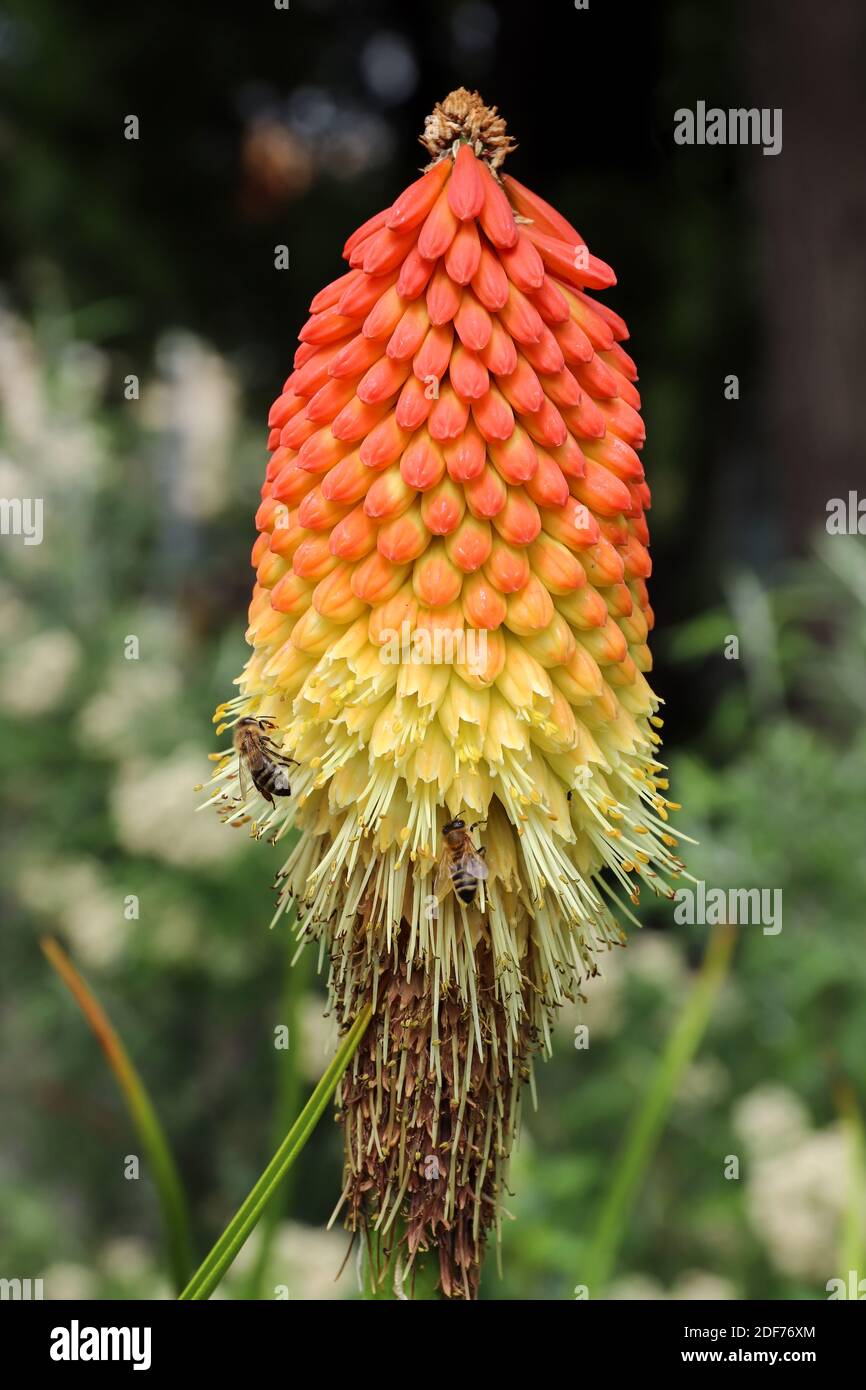 Poker Pflanze - Fackel Lilie - Detail der Blüte Mit Bienen Stockfoto