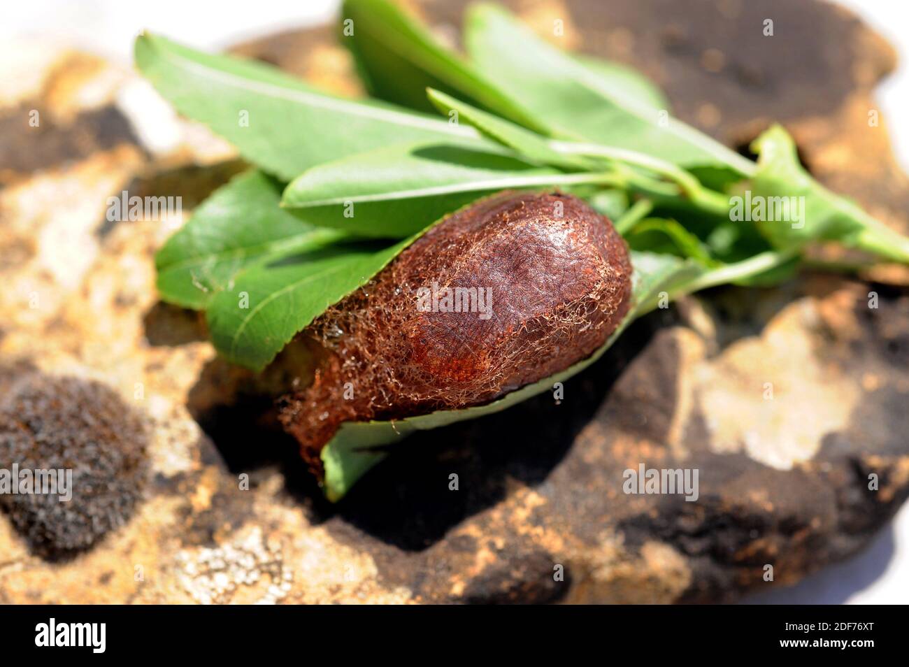Kleine Kaiserfalter (Eudia pavonia oder Saturnia pavonia) ist eine in Eurasien heimische Motte. Pupa. Stockfoto