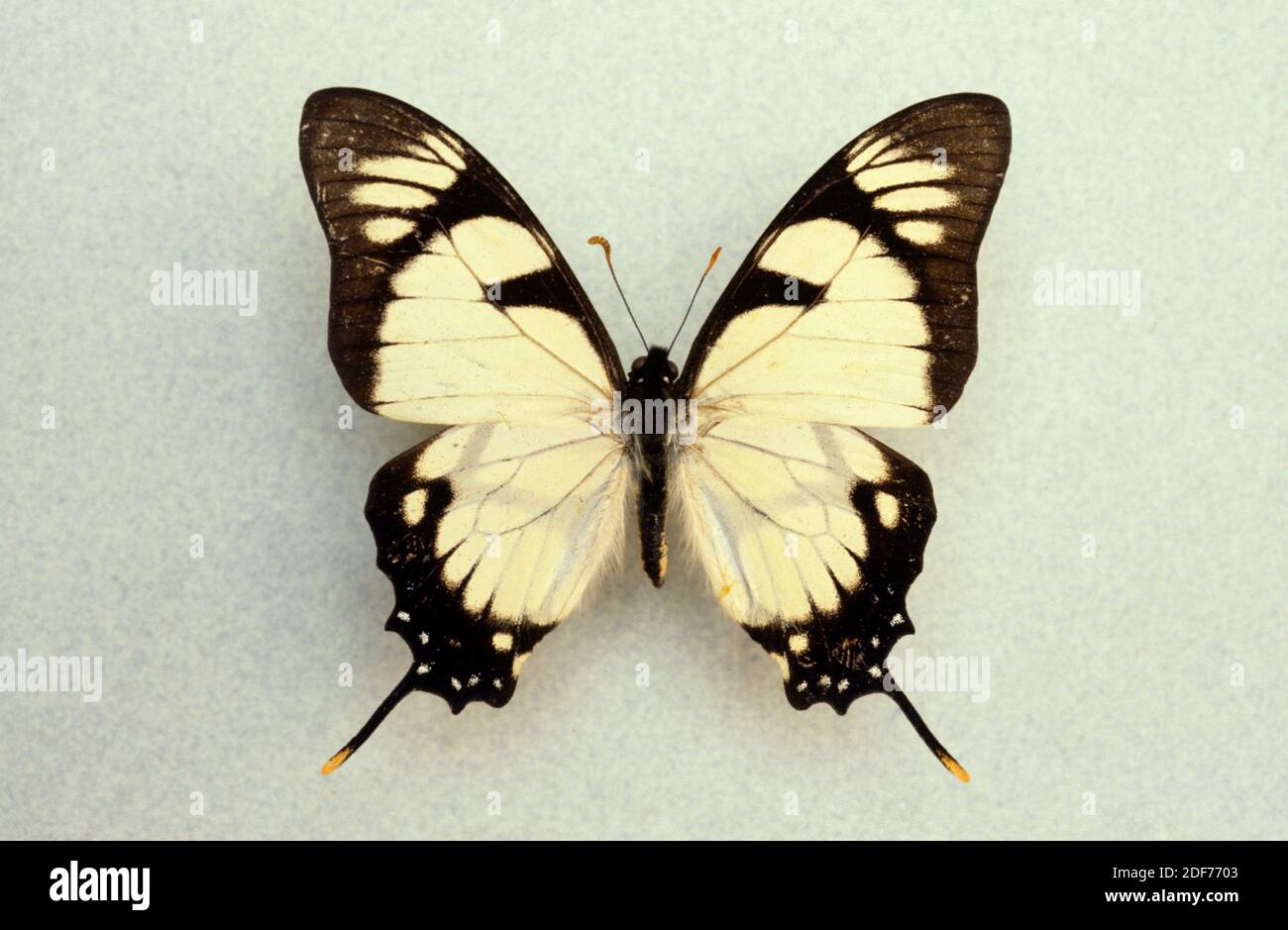 Dolicaon-Drachenschwanzschwalbenschwanz (Eurytides dolicaon) ist ein Schmetterling, der in Mittel- und Südamerika beheimatet ist. Erwachsene, dorsale Seite. Stockfoto