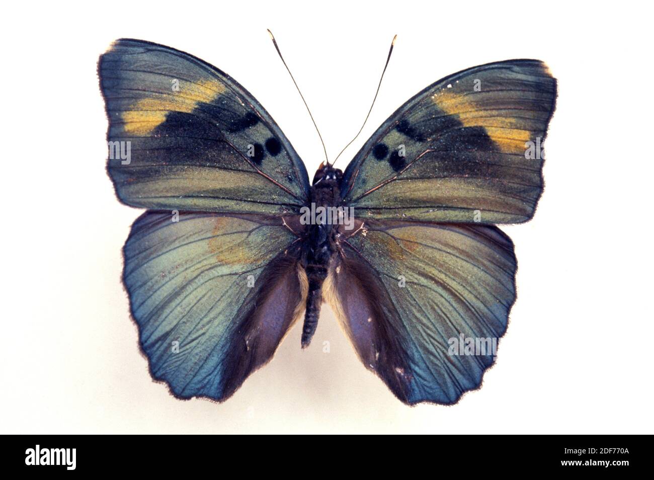 Weit verbreiteter Förster (Euphaedra medon) ist ein Schmetterling, der in Zentralafrika beheimatet ist. Männchen, dorsale Oberfläche. Stockfoto