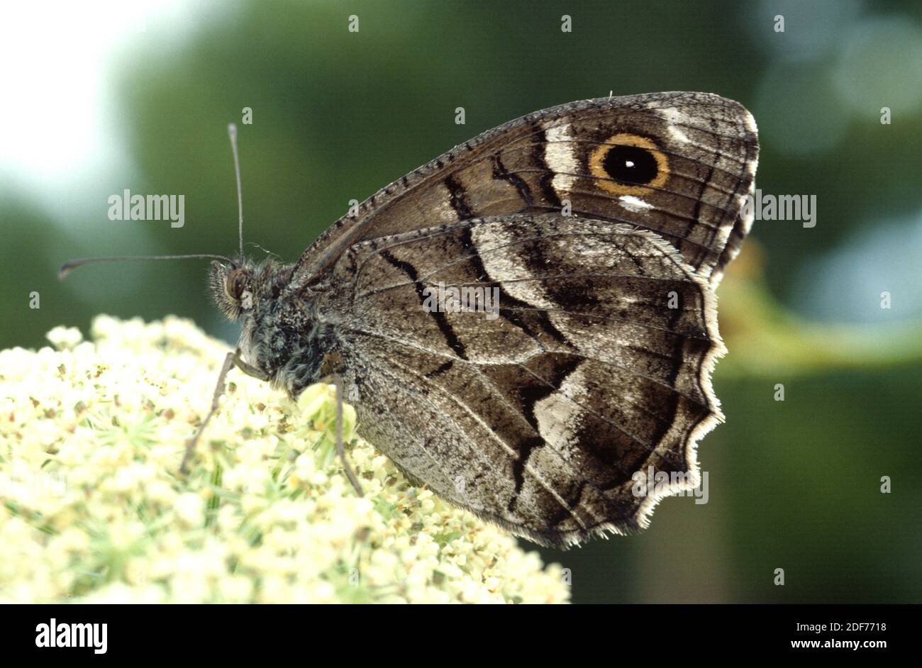 Die gestreifte Äsche (Hipparchia fidia oder Pseudotergumia fidia) ist ein Schmetterling, der im westlichen Mittelmeerbecken beheimatet ist. Erwachsene. Stockfoto