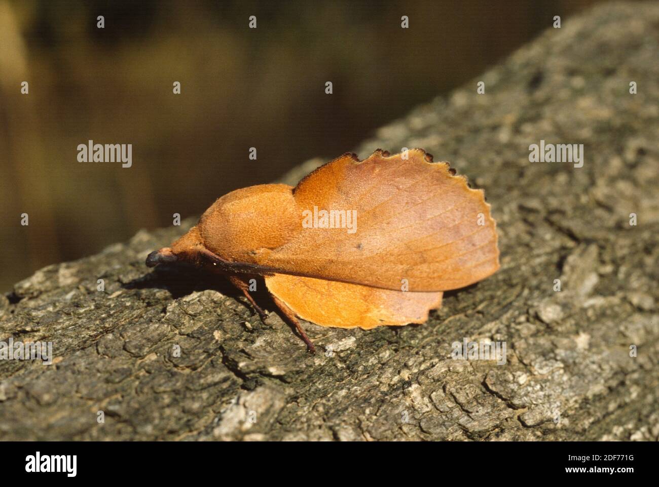 Lappet (Gastropacha quercifolia) ist eine in Eurasien heimische Motte. Erwachsene. Stockfoto