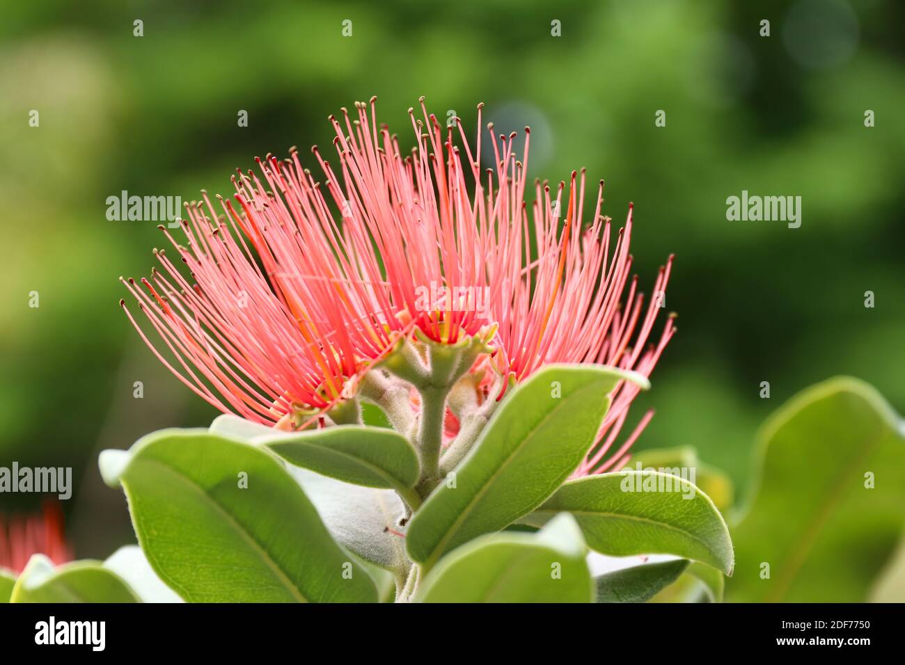 Blüte des persischen Seidenbaums - albizia julibrissin - Detail, flache Schärfentiefe Stockfoto