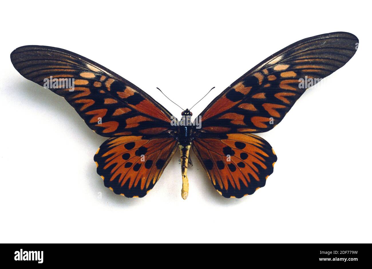 Afrikanischer Riesenschwanzschwalbenschwanz (Papilio antimachus) ist ein großer Schmetterling, der in Zentral- und Westafrika beheimatet ist. Erwachsene, dorsale Seite. Stockfoto