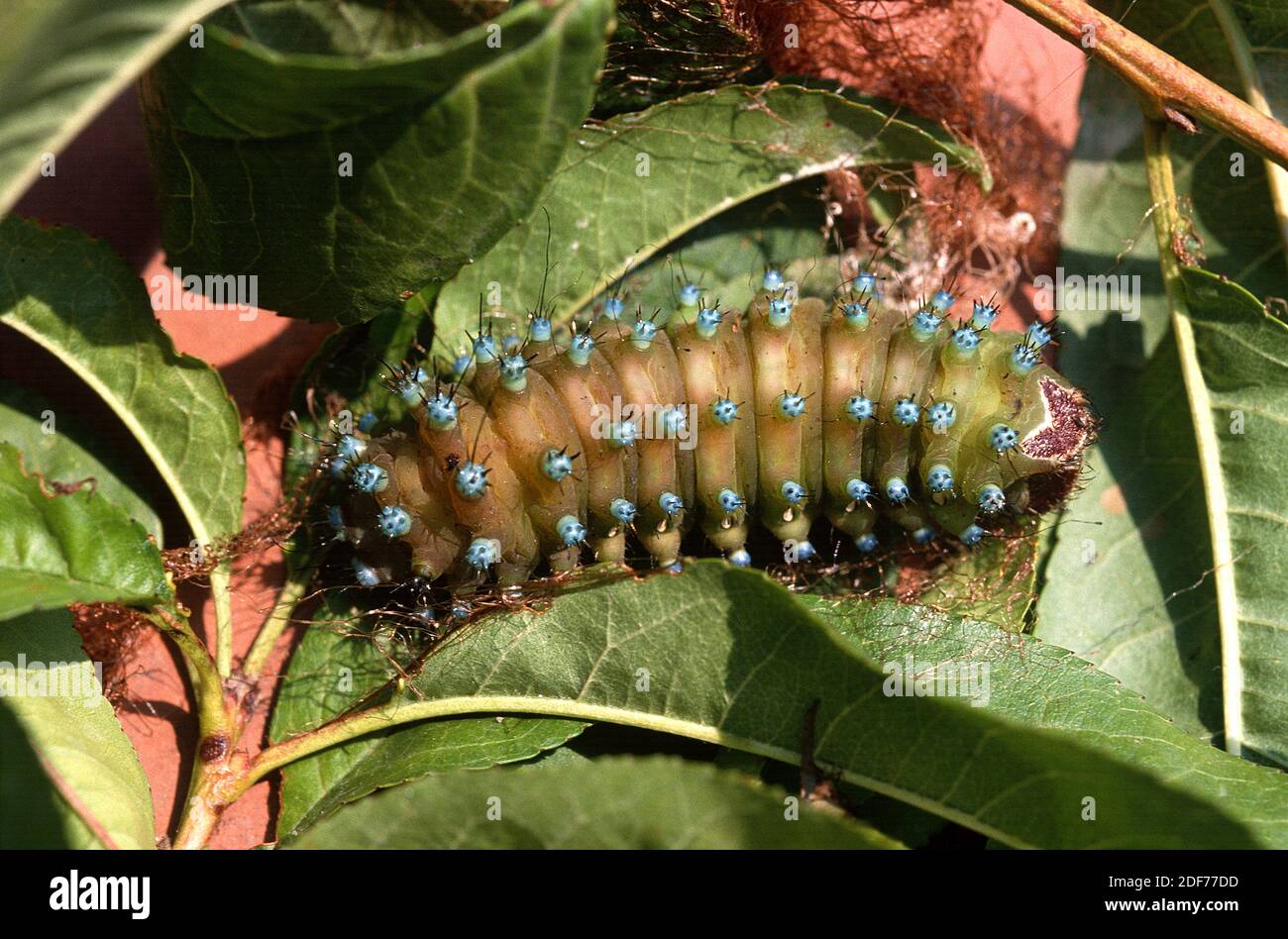 Der Riesenpfau (Saturnia pyri) ist eine große Motte, die in Europa beheimatet ist. Raupe
