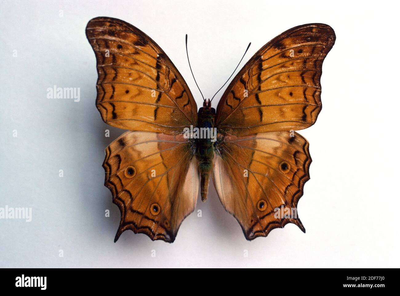 Cruiser (Vindula arsinoe) ist ein Schmetterling aus dem Nordosten Australiens und Neuguinea. Erwachsene, dorsale Seite. Stockfoto