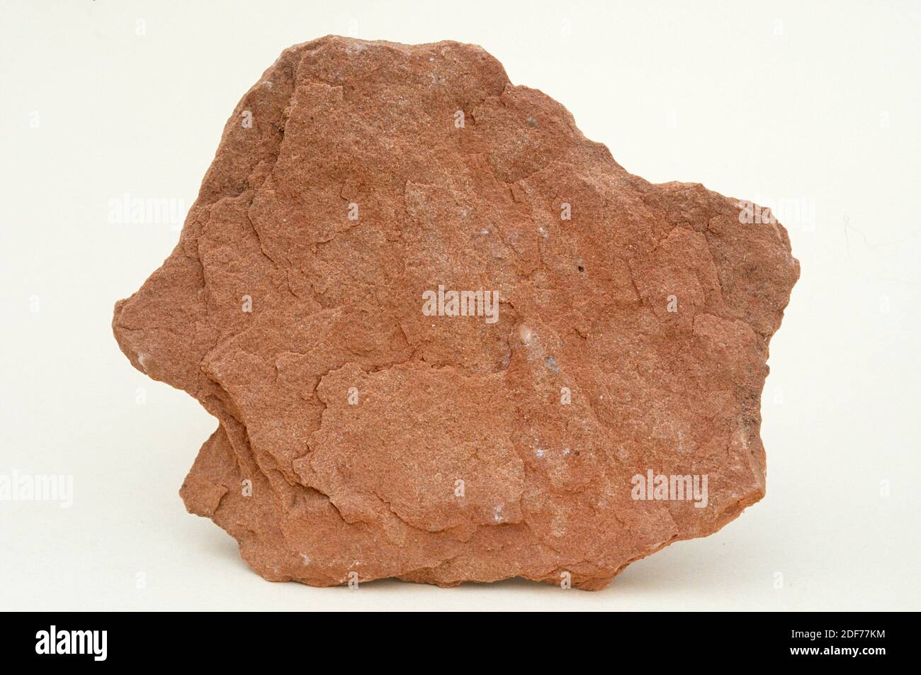 Roter Sandstein aus Buntsandstein (Trias). Probe. Stockfoto