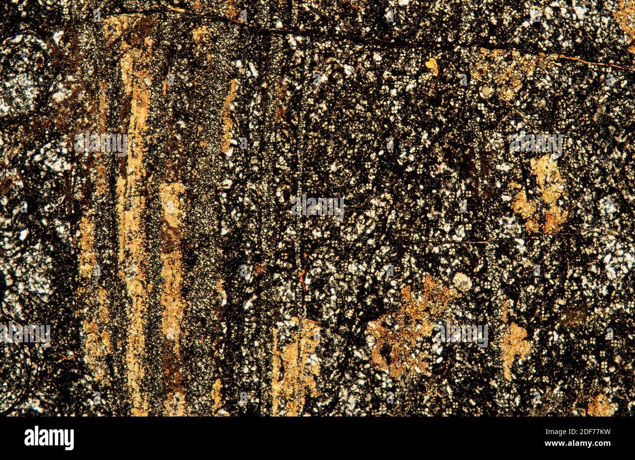 Rhyolit ist ein vulkanisches Gestein, das dem intrusiven Granit entspricht. Photomikrograph, dünner Abschnitt, polarisiertes Licht. Stockfoto