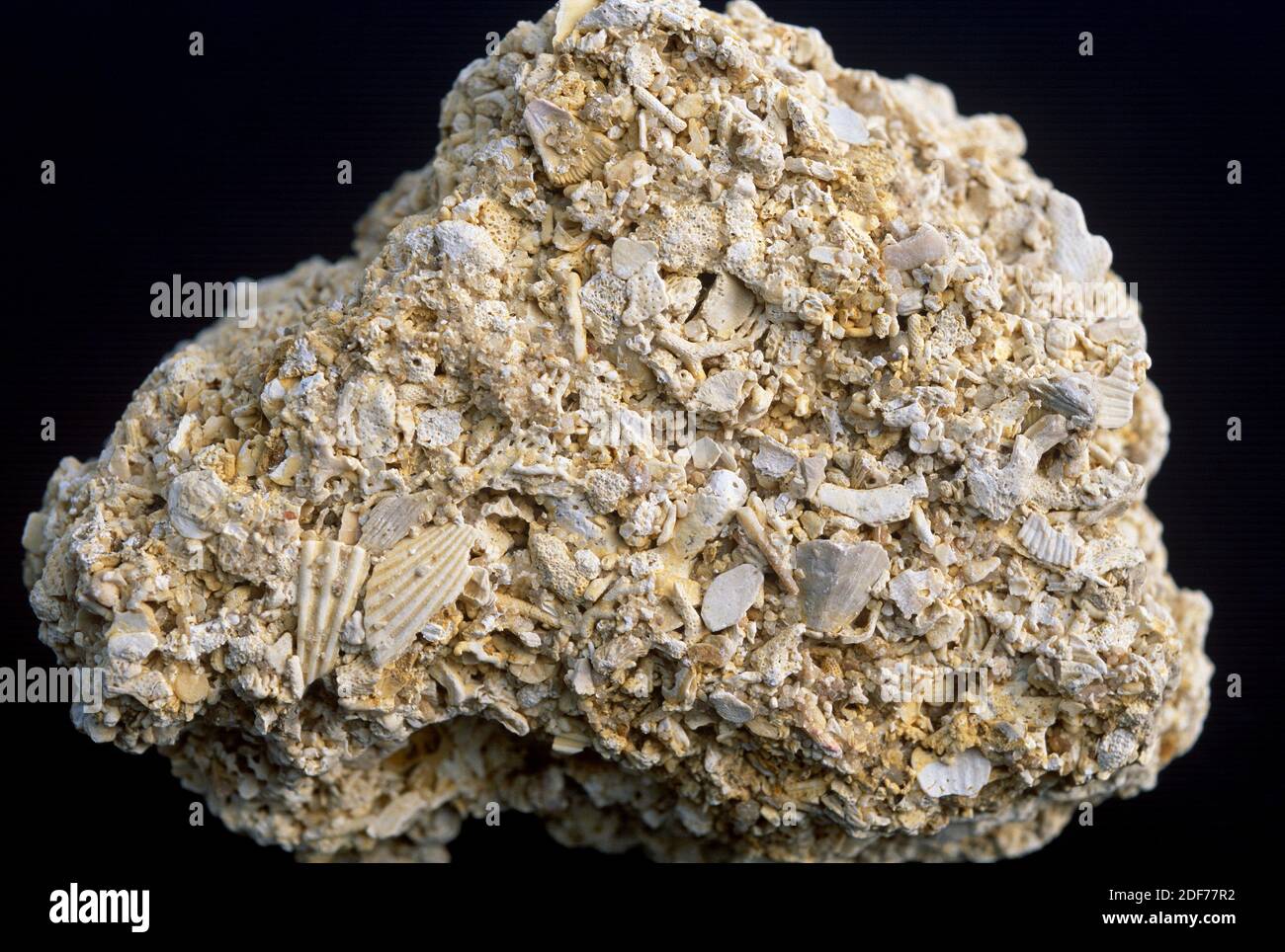 Shelly Kalkstein ist ein Sedimentgestein, das aus Skelettresten von Meerestieren besteht. Probe. Stockfoto