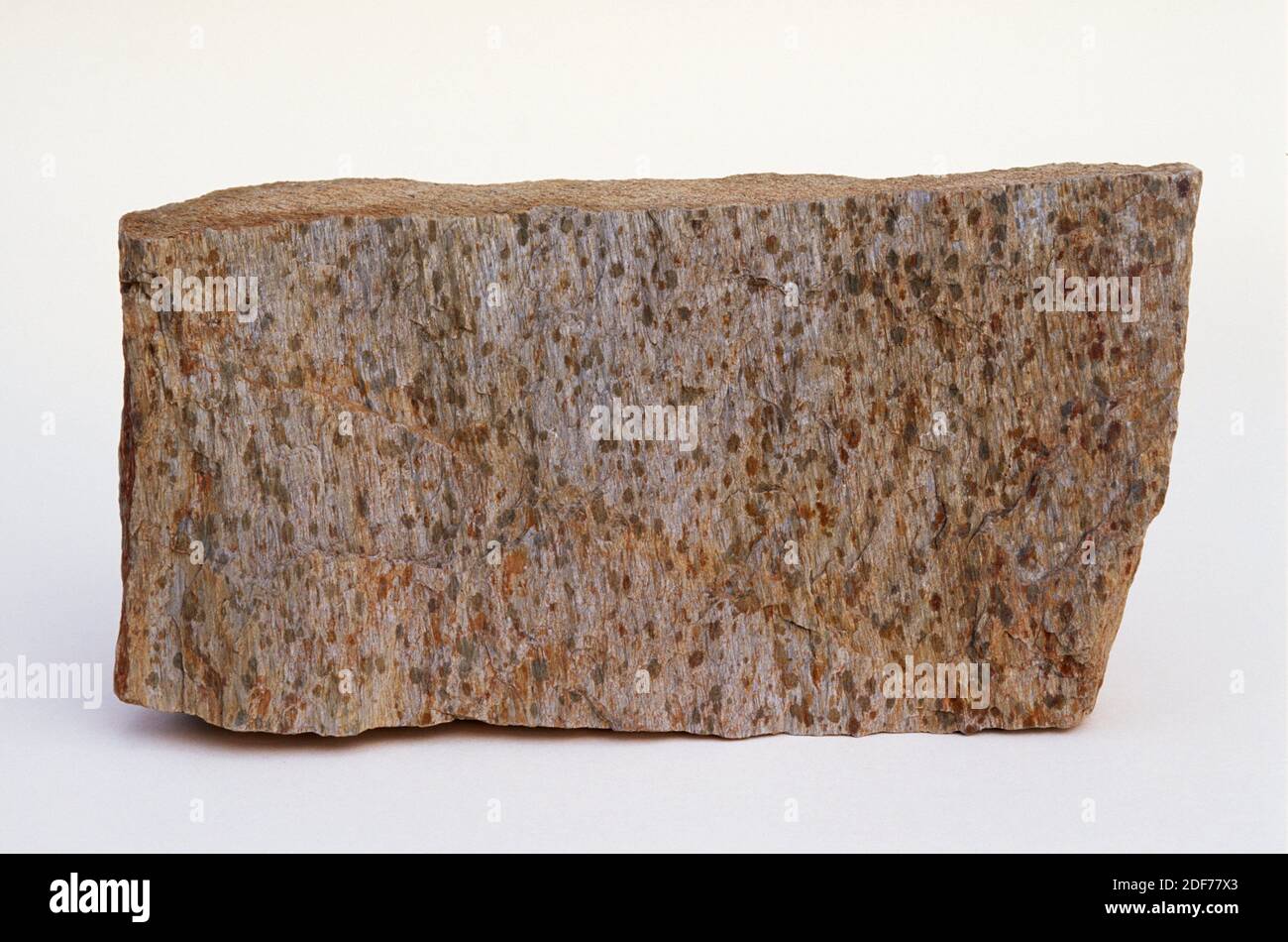 Gefleckter Schiefer ist ein metamorphes Gestein, das durch die Kontaktmetamorphose entstanden ist. Probe. Stockfoto
