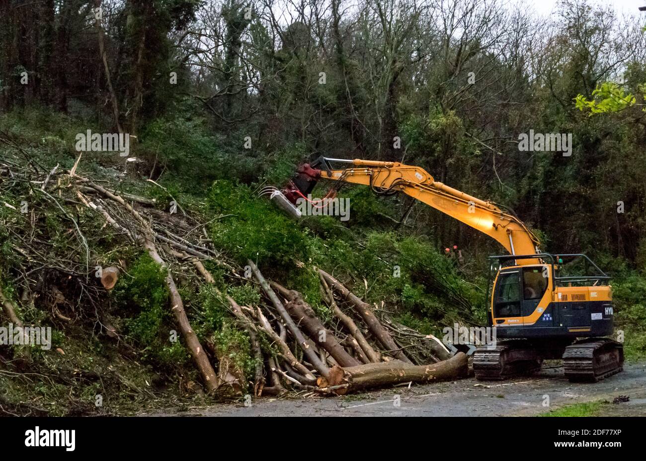 Eastbourne, East Sussex, Großbritannien. Dezember 2020. Im Rahmen eines laufenden Programms werden Aschenbäume, die mit der verheerenden Aschereche-Krankheit infiziert sind, die bis zu 95 % der infizierten Bäume tötet, gekürzt. Die aktuellen Arbeiten am Rande der Counties South Downs bei Beachy Head werden im Rahmen der laufenden Arbeiten zur Rettung dieses lebenswichtigen Teils der Umwelt bis in die nächste Woche fortgesetzt. Quelle: Alan Fraser/Alamy Live News Stockfoto