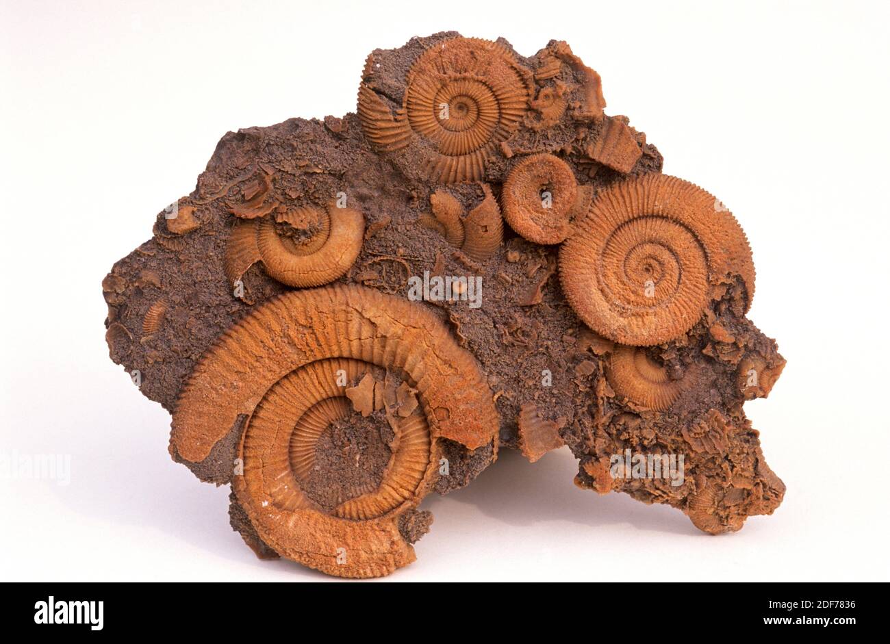 Fossile Ammoniten (Dactyloceras athleticum). Diese ausgestorbenen Meerestiere sind Cephalopoda und sie lebten während des Jurassic. Stockfoto