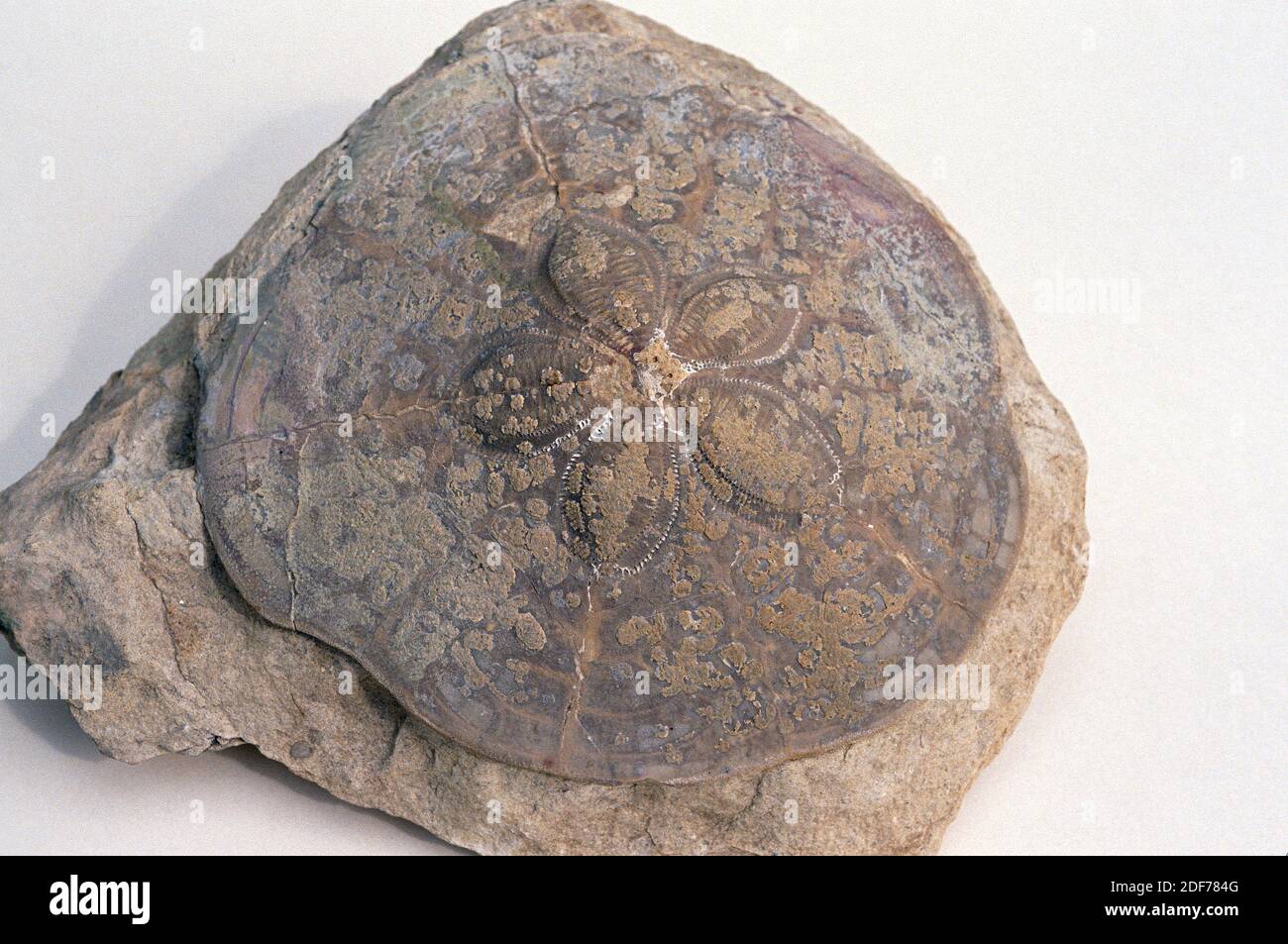 Fossiler Seeigel (Clypeaster sp. ). Probe. Stockfoto