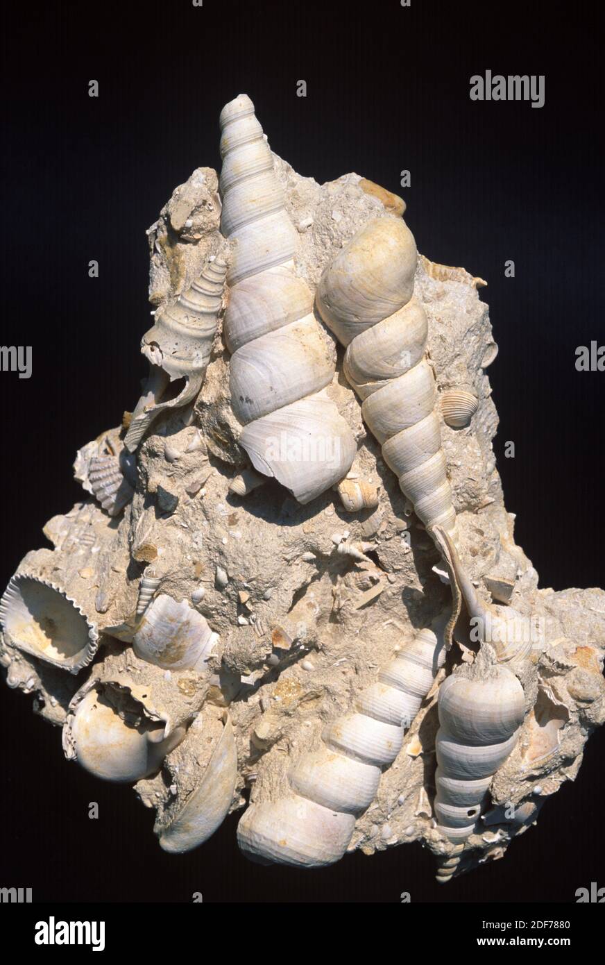 Fossilien Molluska Gattung Turritella (Gastropoda) und Glycymeris (Bivalvia) aus der Miozän-Zeit. Probe. Stockfoto