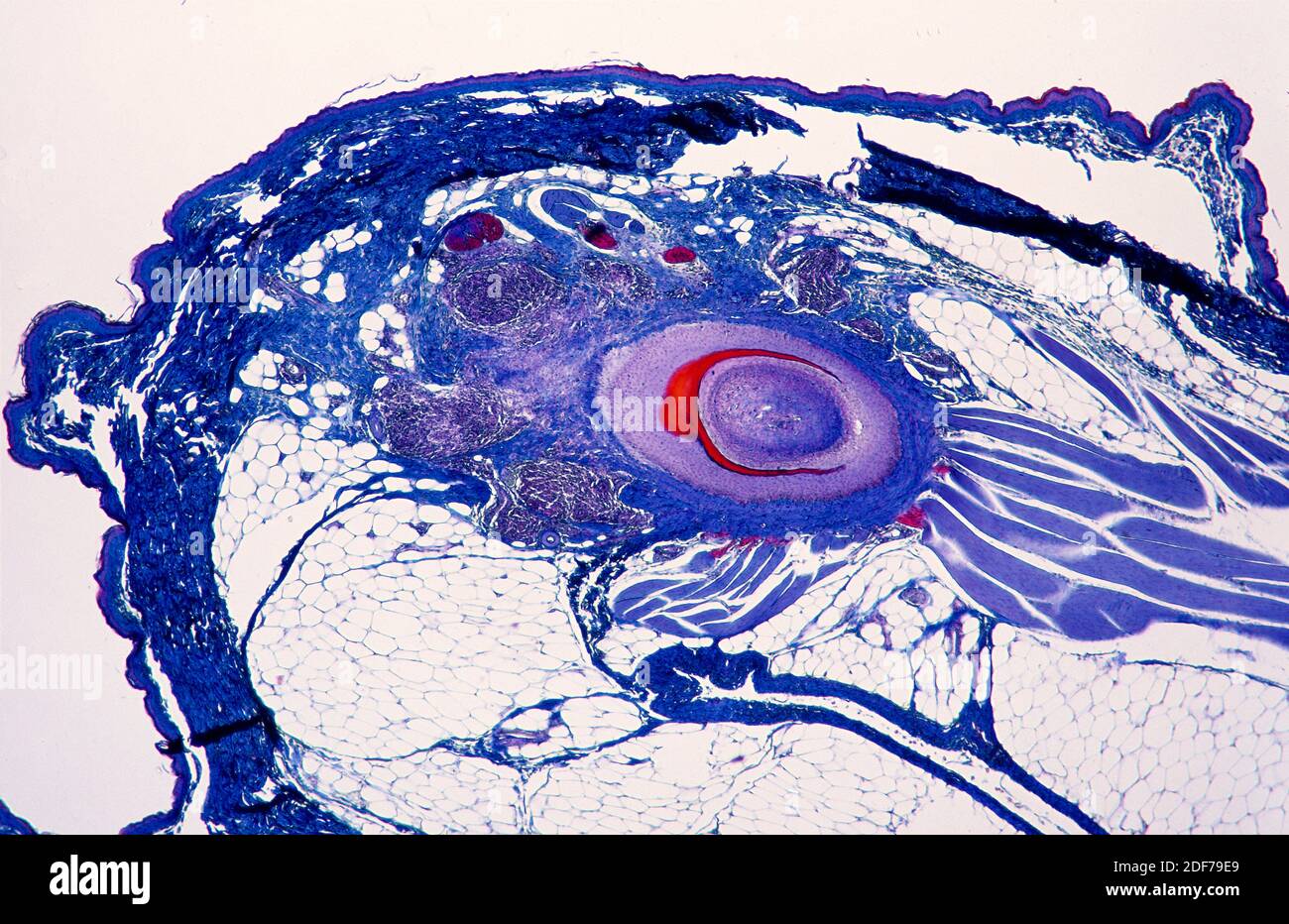 Vogelepidermis Abschnitt zeigt die Basis einer Feder, Retraktormuskulatur und Fettgewebe. Photomikrograph. Stockfoto