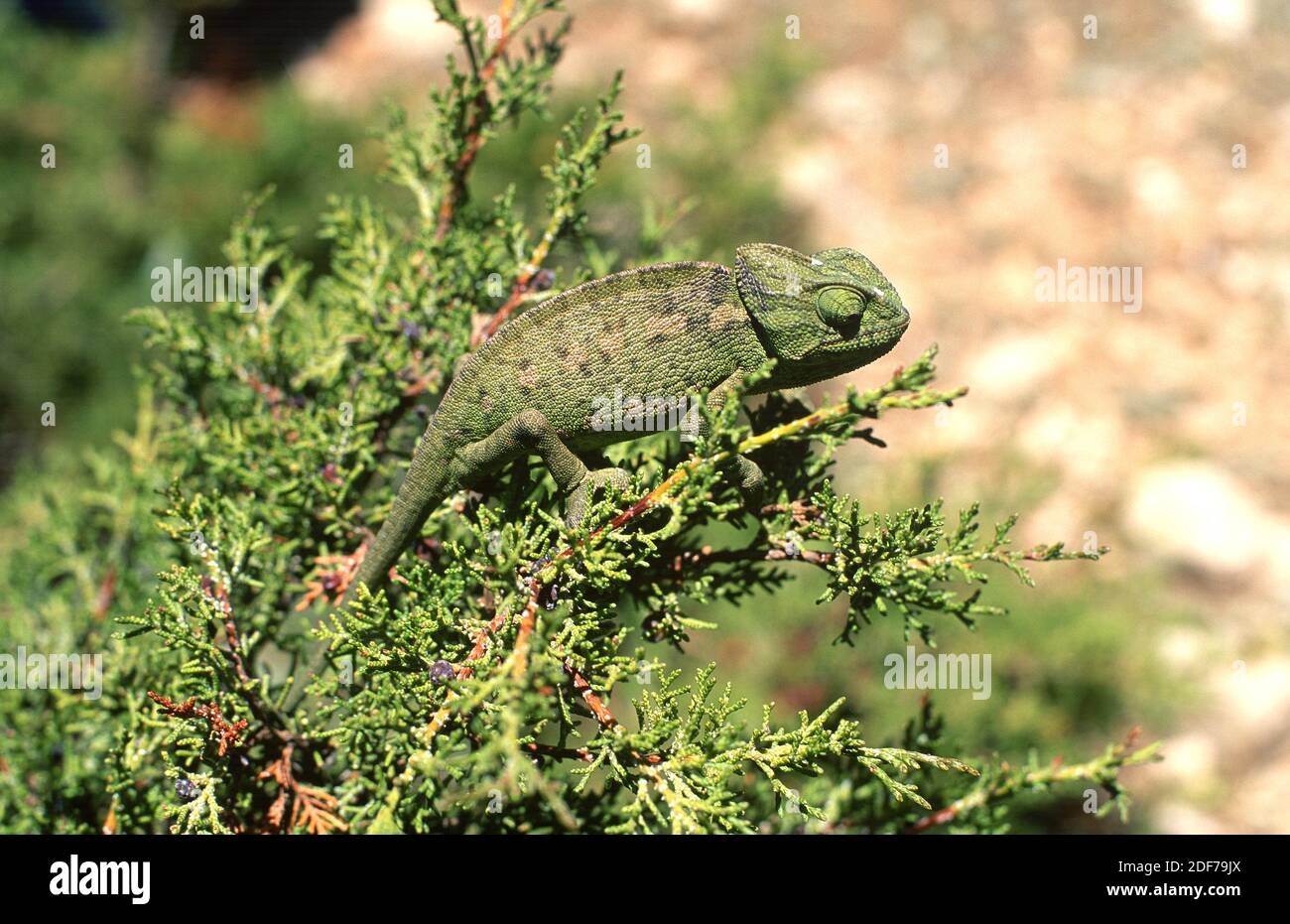 Mediterranes Chamäleon (Chamelaeo chamelaeon) ist ein Reptil, das im