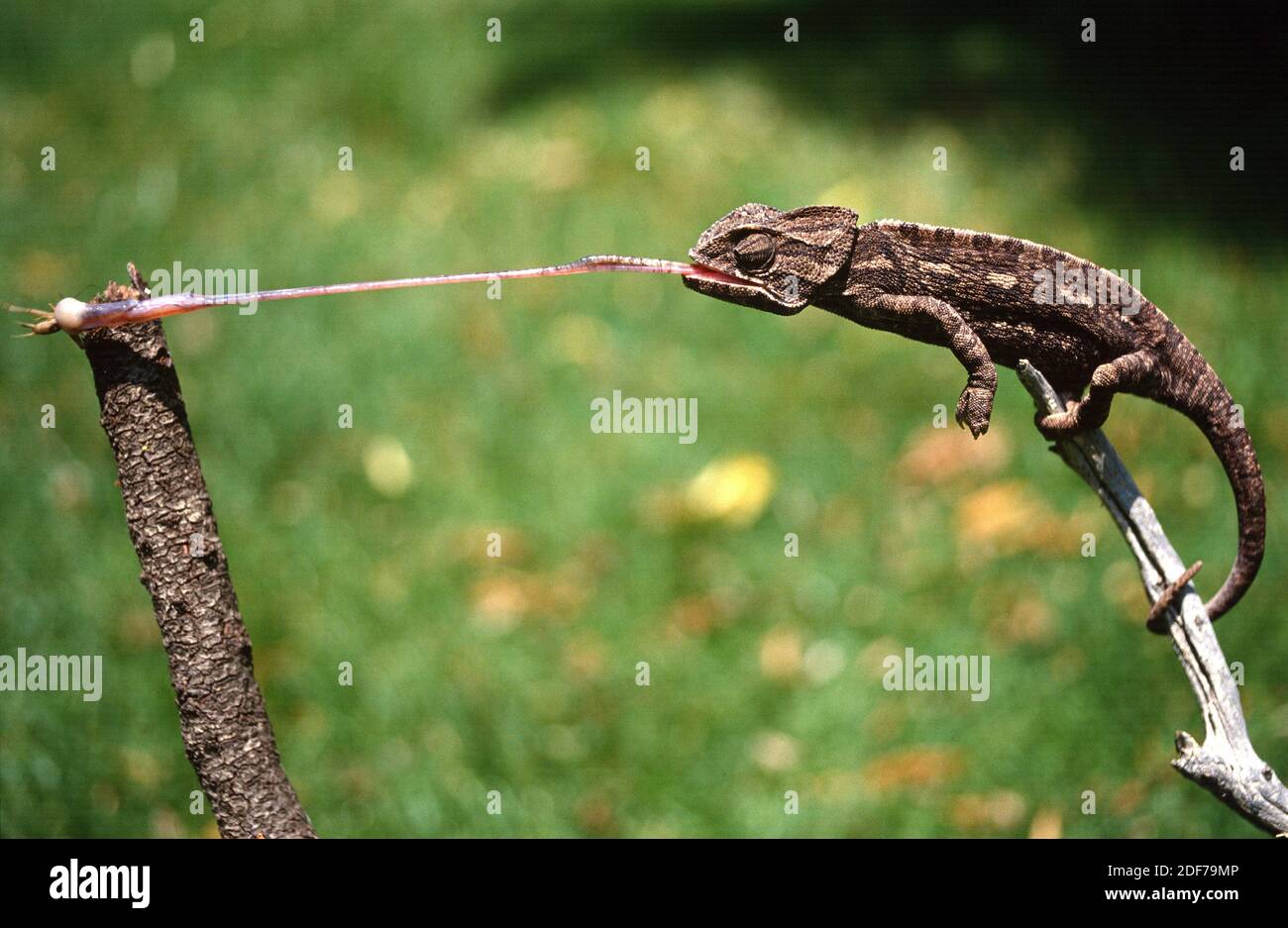 Mediterranes Chamäleon (Chamelaeo chamelaeon) ist ein Reptil, das im
