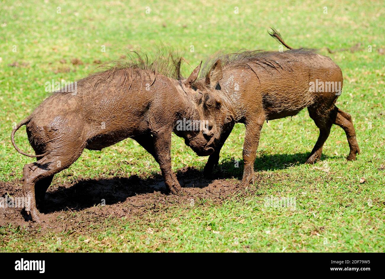 Das warzenschwein -Fotos und -Bildmaterial in hoher Auflösung – Alamy
