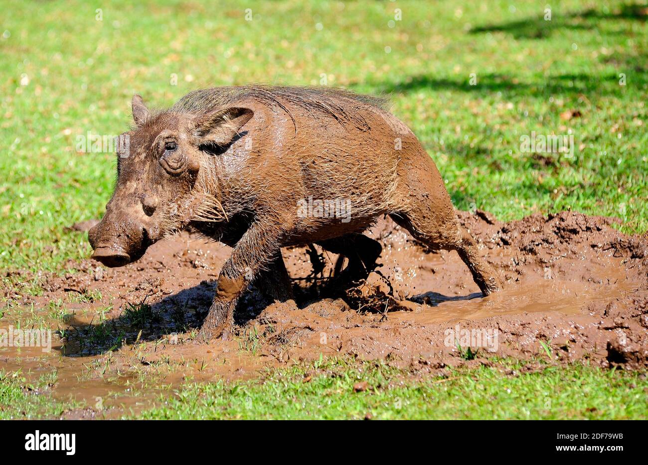 Der Warzenschwein (Phaecochoerus africanus) ist ein Warzenschwein aus dem subsaharischen Afrika. Schlammbad. Dieses Foto wurde in Namibia aufgenommen. Stockfoto