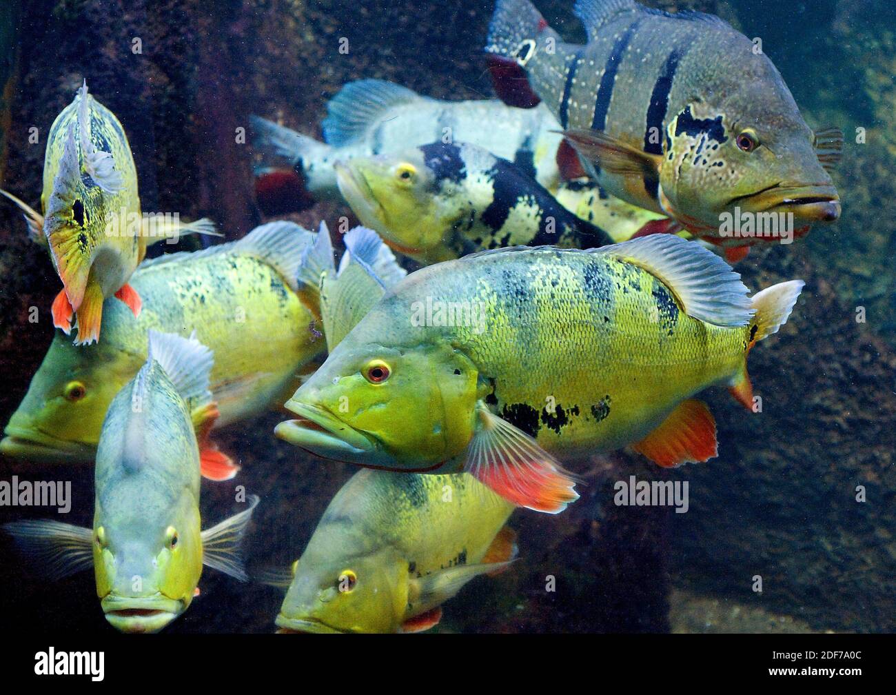 Schmetterling Pfau Bass (Cichla ocellaris) ist ein Süßwasserfisch aus Brasilien. Stockfoto