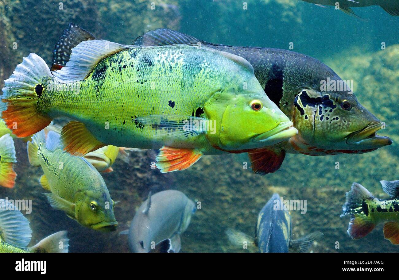 Schmetterling Pfau Bass (Cichla ocellaris) ist ein Süßwasserfisch aus Brasilien. Stockfoto