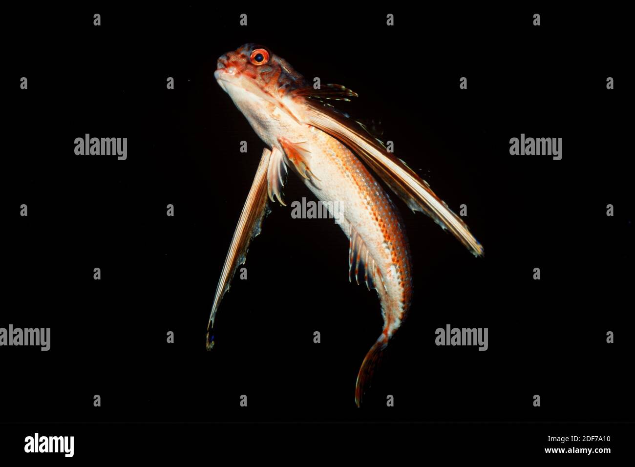 Fliegende Gurdnar oder Helm Gurdnar (Dactylopterus volitans) ist ein Meeresfisch, der im Mittelmeer und Atlantik beheimatet ist. Stockfoto