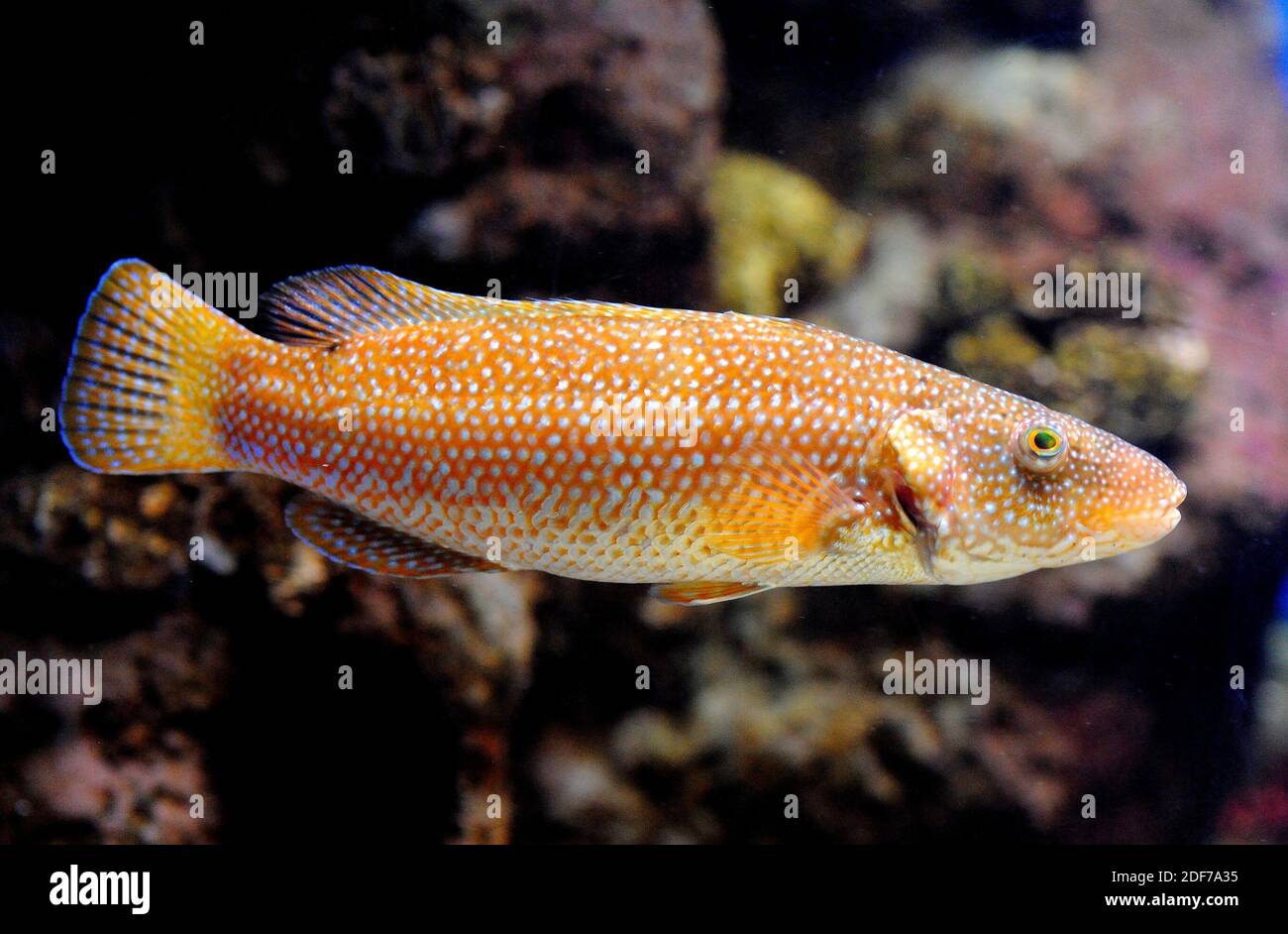 Ballan-Lippfische (Labrus bergylta) sind im östlichen Atlantischen Ozean beheimatet. Stockfoto
