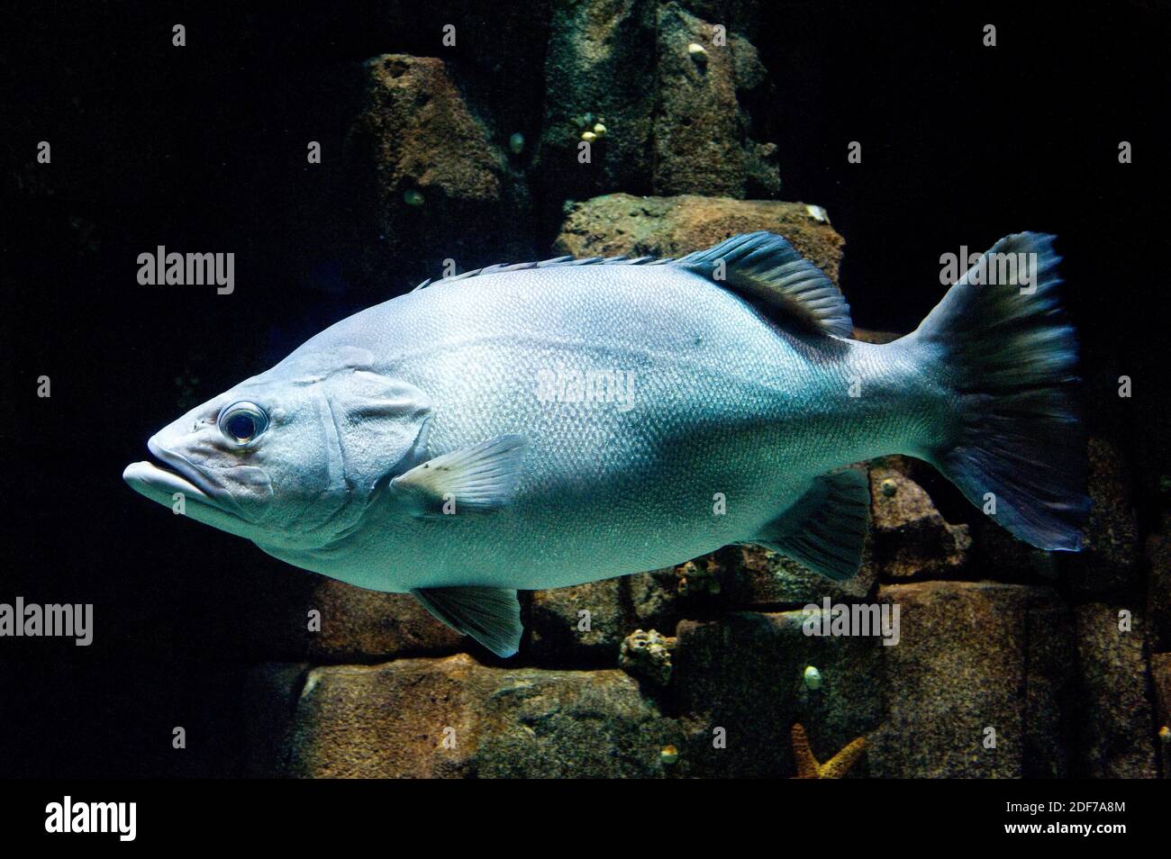 Wreckfish oder Barschbarsch (Polyprion americanus) ist ein kosmopolitischer Meeresfisch. Stockfoto