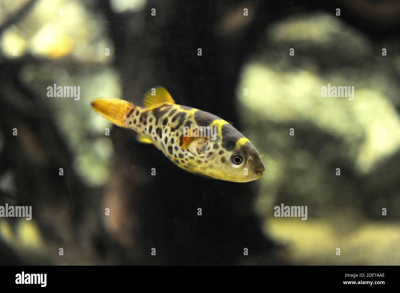 Tetraodon schoutedeni -Fotos und -Bildmaterial in hoher Auflösung – Alamy