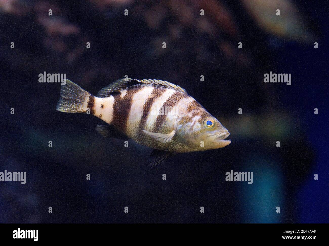 Braune comber (Serranus hepatus) ist ein im Mittelmeer heimischer Meeresfisch. Stockfoto