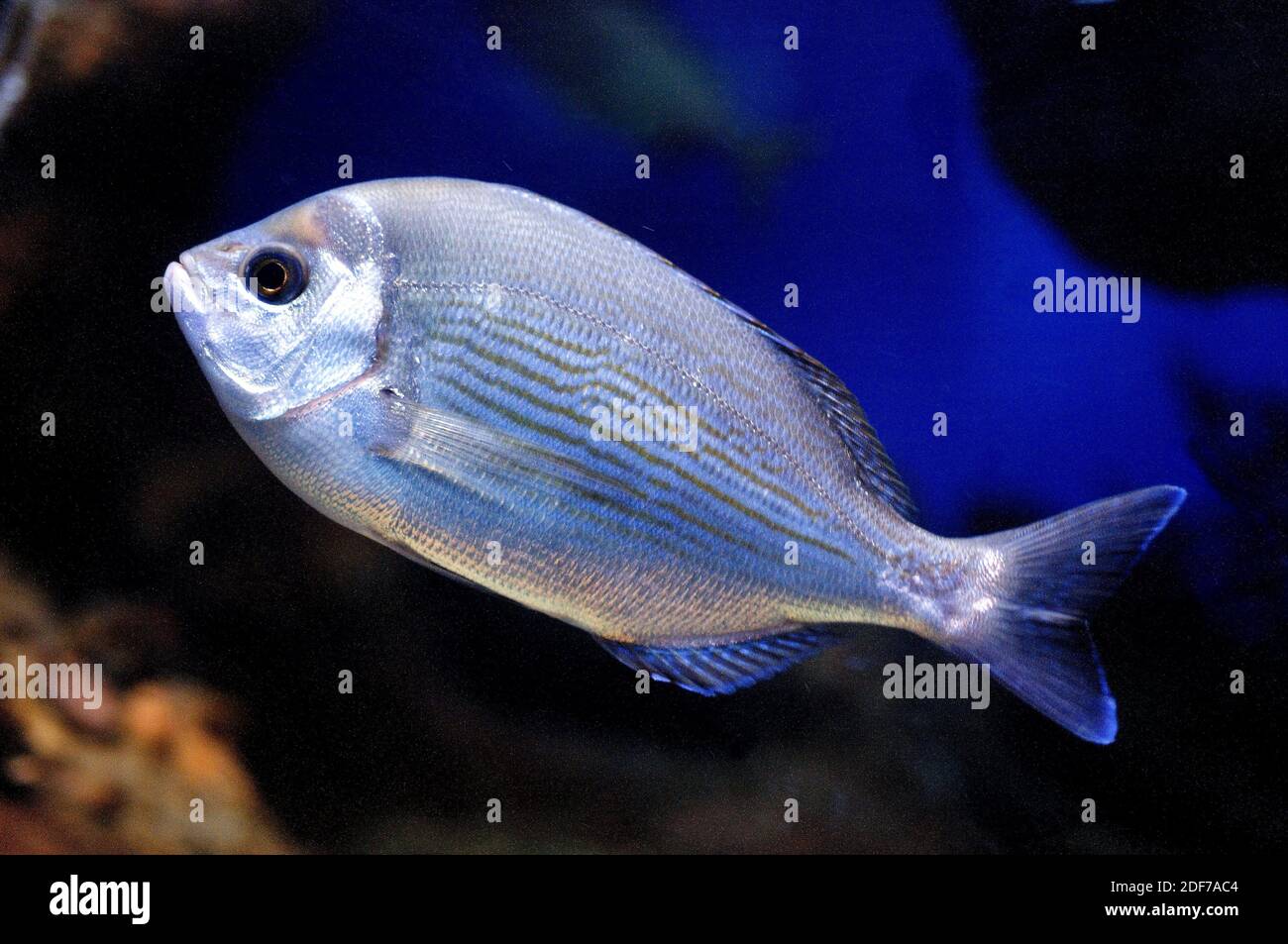 Im östlichen Atlantik Lebender Langer Fisch Schwarzmeerfisch (Spondyliosoma cantharus) ist ein Meeresfisch, der im