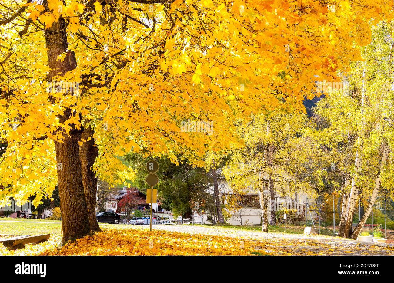 Große Bäume in der Herbstsaison mit gelben Blättern in der Hintergrundbeleuchtung am Straßenrand Stockfoto
