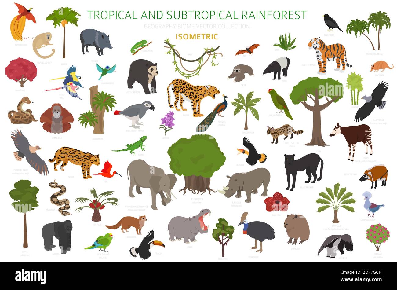 Tropisches und subtropisches Regenwaldbiom, Infografik zur natürlichen Region. Amazonas, Afrika, Asien, australien Regenwälder. Tiere, Vögel und vegetatio Stock Vektor