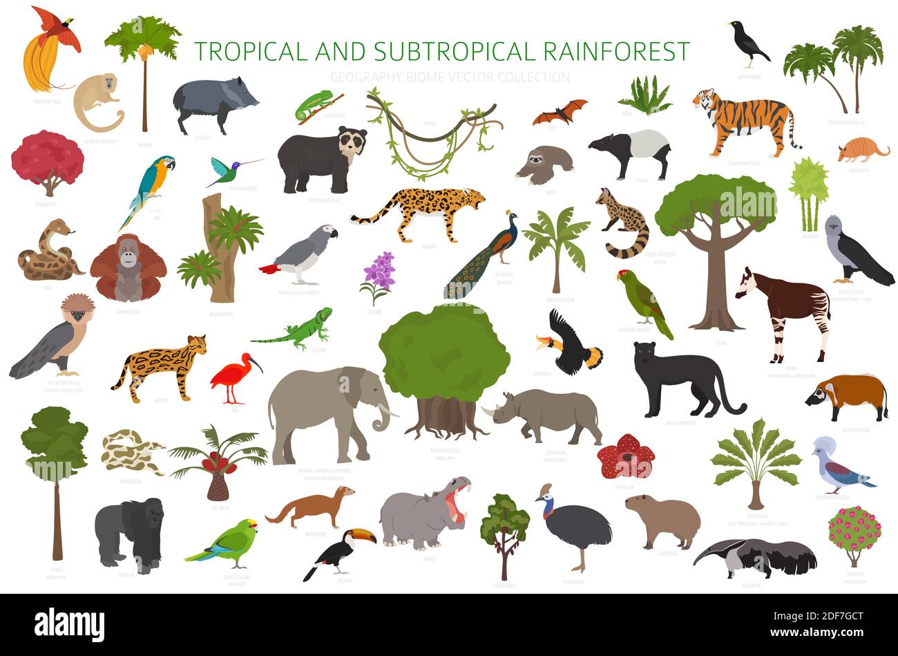 Tropisches und subtropisches Regenwaldbiom, Infografik zur natürlichen Region. Amazonas, Afrika, Asien, australien Regenwälder. Tiere, Vögel und vegetatio Stock Vektor