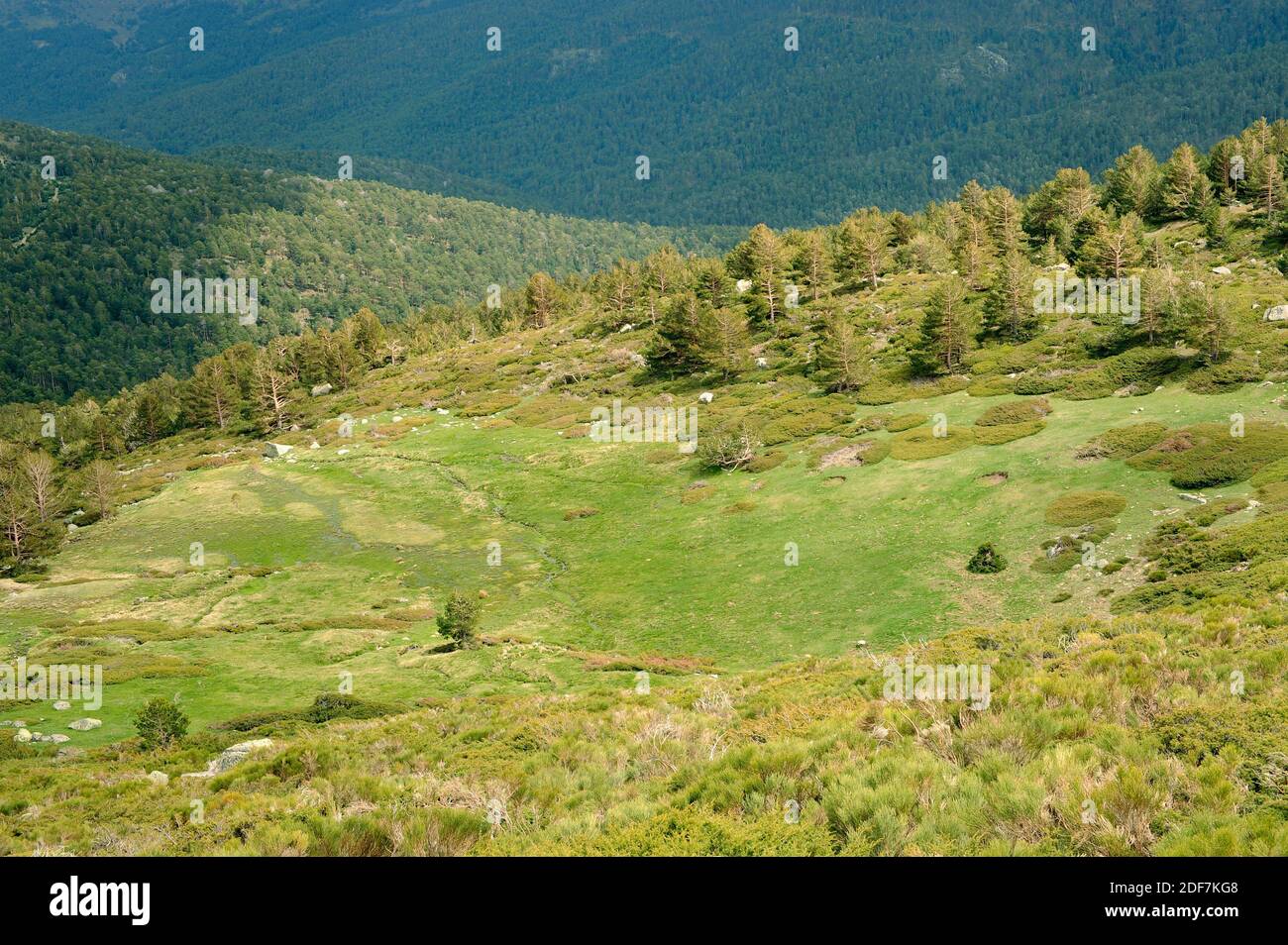 Peñalara, Feuchtgebiet, Kiefern und Bergpeeling. Nationalpark Sierra de Guadarrama, Rascafria, Comunidad de Madrid, Spanien. Stockfoto