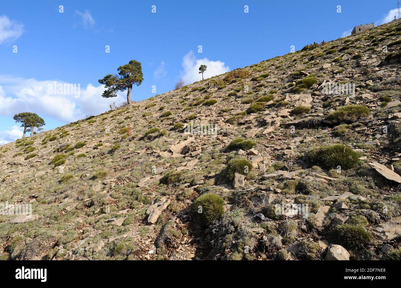 Penyagolosa Naturpark, Gipfel. Sistema Iberico, Castellon, Comunidad Valenciana, Spanien. Stockfoto