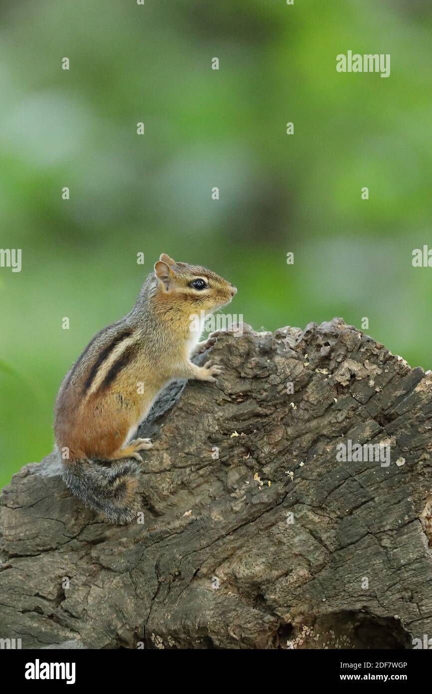 Östlicher Streifenhörnchen (Tamias striatus) Fütterung auf einem grünen Wald/Holz mit Blumen Stockfoto