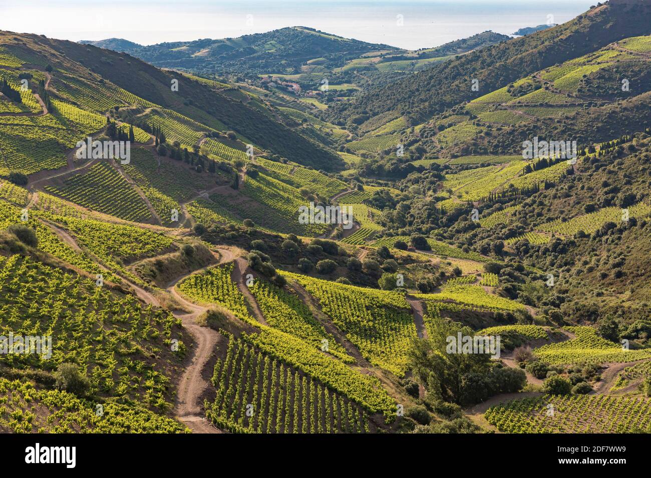 Frankreich, Pyrenäen Orientales, Banyuls, der Weinberg Stockfoto