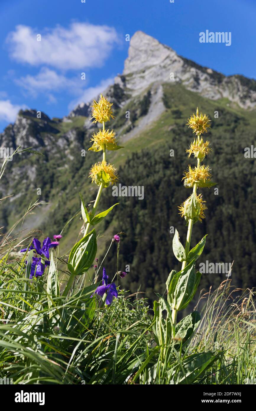 Frankreich, Haute-Garonne, Bagneres de Luchon, das Pique-Tal, gelbe Enzianblüte Stockfoto