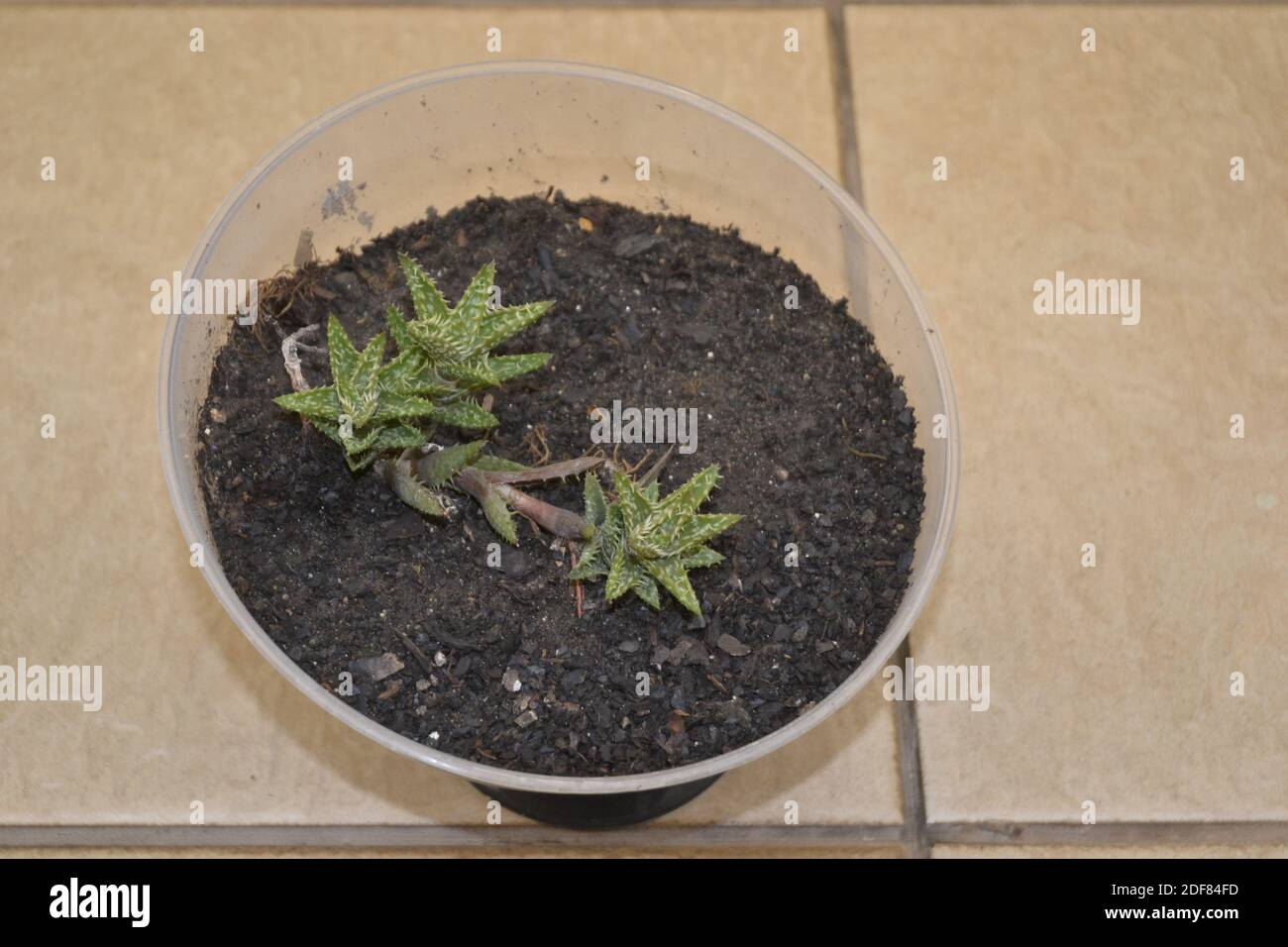 Glasvase, mit sukkkkulenter Blumenbepflanzung, wissenschaftlicher Name Kalanchoe, im Hausgarten, Draufsicht, Keramikhintergrund, Brasilien, Südamerika Stockfoto